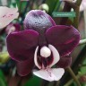 Орхидея Phalaenopsis Kaoda Twinkle 'Chocolate Drops' (еще не цвел)