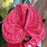 Anthurium LipStick Red