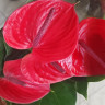 Anthurium Casanova 