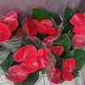 Anthurium Casanova 