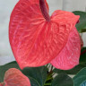 Anthurium Casanova 