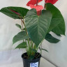 Anthurium Casanova 