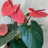 Anthurium Casanova 