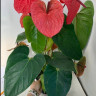 Anthurium Casanova 