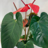 Anthurium Casanova 