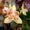 Орхидея Phalaenopsis Julia, multiflora (отцвел)