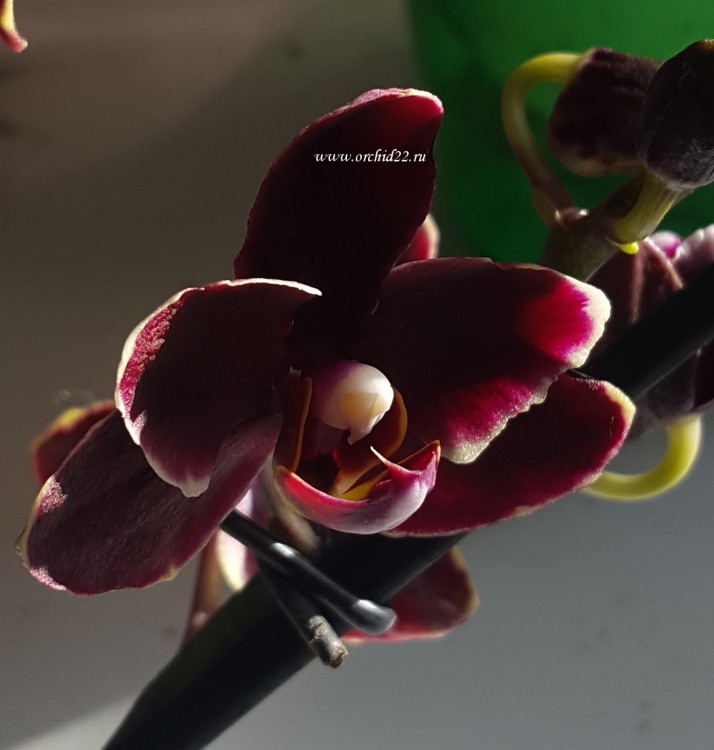Орхидея Phalaenopsis Black, multiflora (отцвел)