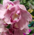 Орхидея Cymbidium midi (отцвёл)