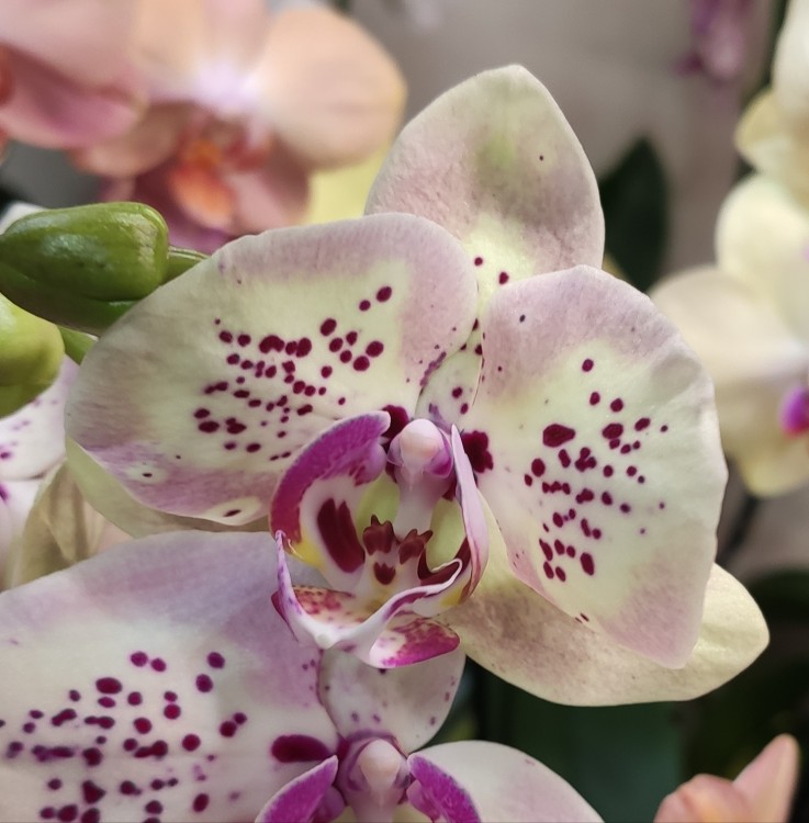 Орхидея Phalaenopsis, multiflora (отцвел, РЕАНИМАШКА) 