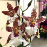 Орхидея Aliceara ‘Renaissance White’