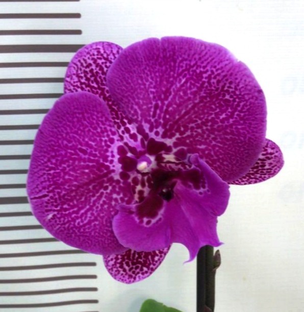 Орхидея Phalaenopsis Singolo Big Lip (отцвел)