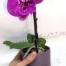 Орхидея Phalaenopsis Singolo Big Lip (отцвел)
