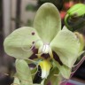 Орхидея Phalaenopsis Santarem (отцвел)