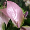 Anthurium Nano Sweet (деленка без цветов)