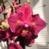 Орхидея Phal. Kimono peloric (отцвел, РЕАНИМАШКА)