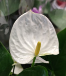 Anthurium Karma White (деленка без цветов)