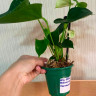 Anthurium Karma White (деленка без цветов)