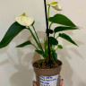 Anthurium Karma White (деленка без цветов)