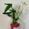 Anthurium Karma White (деленка без цветов)