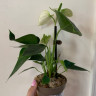 Anthurium Karma White (деленка без цветов)