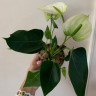 Anthurium Karma White (деленка без цветов)
