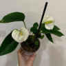 Anthurium Karma White (деленка без цветов)