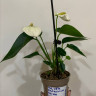Anthurium Karma White (деленка без цветов)