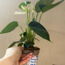 Anthurium Karma White (деленка без цветов)