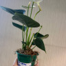 Anthurium Karma White (деленка без цветов)