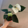 Anthurium Karma White (деленка без цветов)
