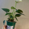 Anthurium Karma White (деленка без цветов)