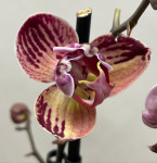 Орхидея Phalaenopsis Paisaje peloric