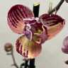 Орхидея Phalaenopsis Paisaje peloric