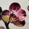 Орхидея Phalaenopsis Paisaje peloric