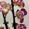 Орхидея Phalaenopsis Paisaje peloric