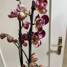 Орхидея Phalaenopsis Paisaje peloric