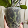 Орхидея Phalaenopsis Paisaje peloric