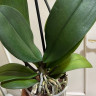 Орхидея Phalaenopsis Paisaje peloric