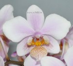 Орхидея Phalaenopsis Philadelphia (отцвёл)
