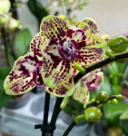 Орхидея Phalaenopsis peloric  