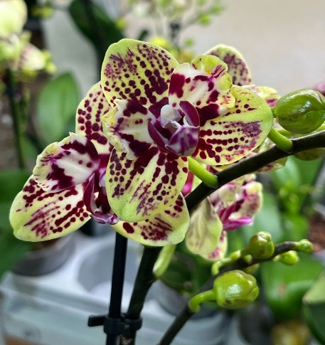 Орхидея Phalaenopsis peloric  