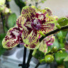 Орхидея Phalaenopsis peloric  