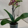 Орхидея Phalaenopsis peloric  