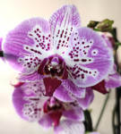 Орхидея Phalaenopsis Strange Magic 