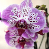 Орхидея Phalaenopsis Strange Magic (отцвел)
