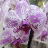 Орхидея Phalaenopsis Strange Magic (отцвел)