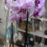 Орхидея Phalaenopsis Strange Magic (отцвел)