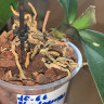 Орхидея Phalaenopsis Paisaje (отцвёл, РЕАНИМАШКА*)