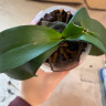 Орхидея Phalaenopsis Paisaje (отцвёл, РЕАНИМАШКА)
