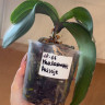 Орхидея Phalaenopsis Paisaje (отцвёл, РЕАНИМАШКА)